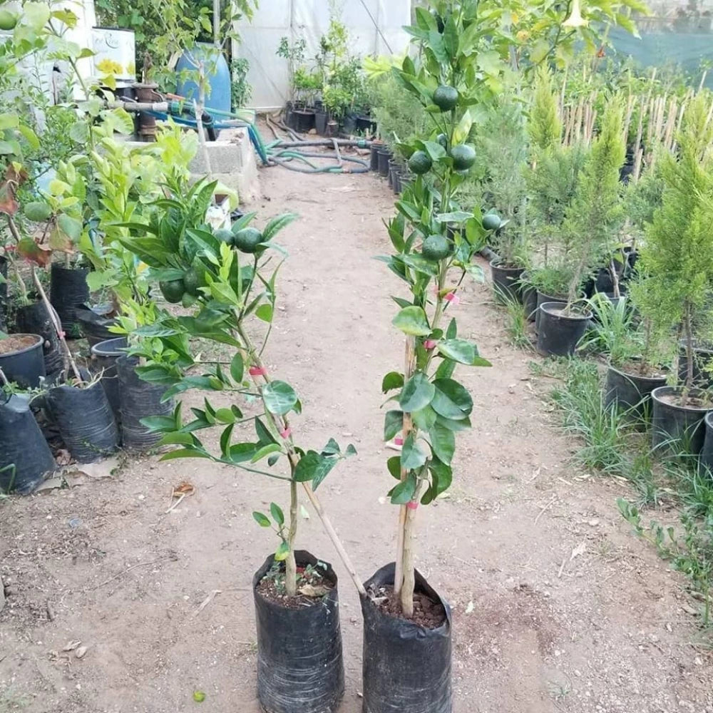 Satsuma (Rize) Mandalina Fidanı (3 Yaşında 100-120 cm)