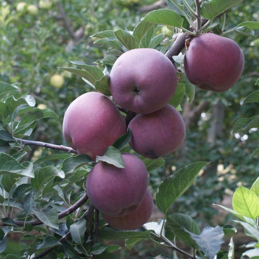 Scarlet Elma Fidanı (2 Yaşında 80-100 cm)