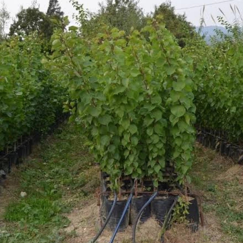 Şekerpare Kayısı Fidanı (2 Yaşında 80-100 cm)