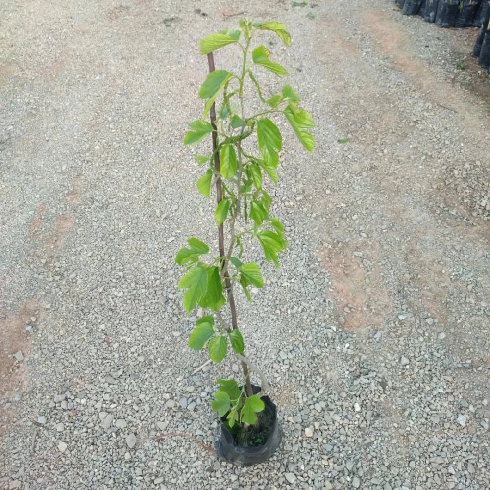 Siyah Pakistan Şah Dut Fidanı (3 Yaşında 100-120 cm)