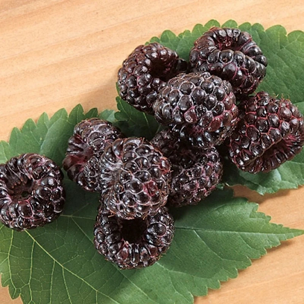 Siyah (Yediveren) Frambuaz Fidanı (2 Yaşında 60-80 cm)