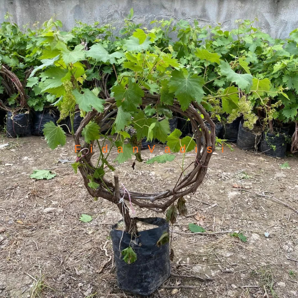 Sultaniye Üzüm (Asma) Fidanı (2 Yaşında 1-2 m)