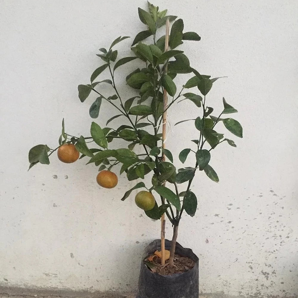 Tam Bodur W Murcott Mandalina Fidanı (3 Yaşında 40-60 cm)