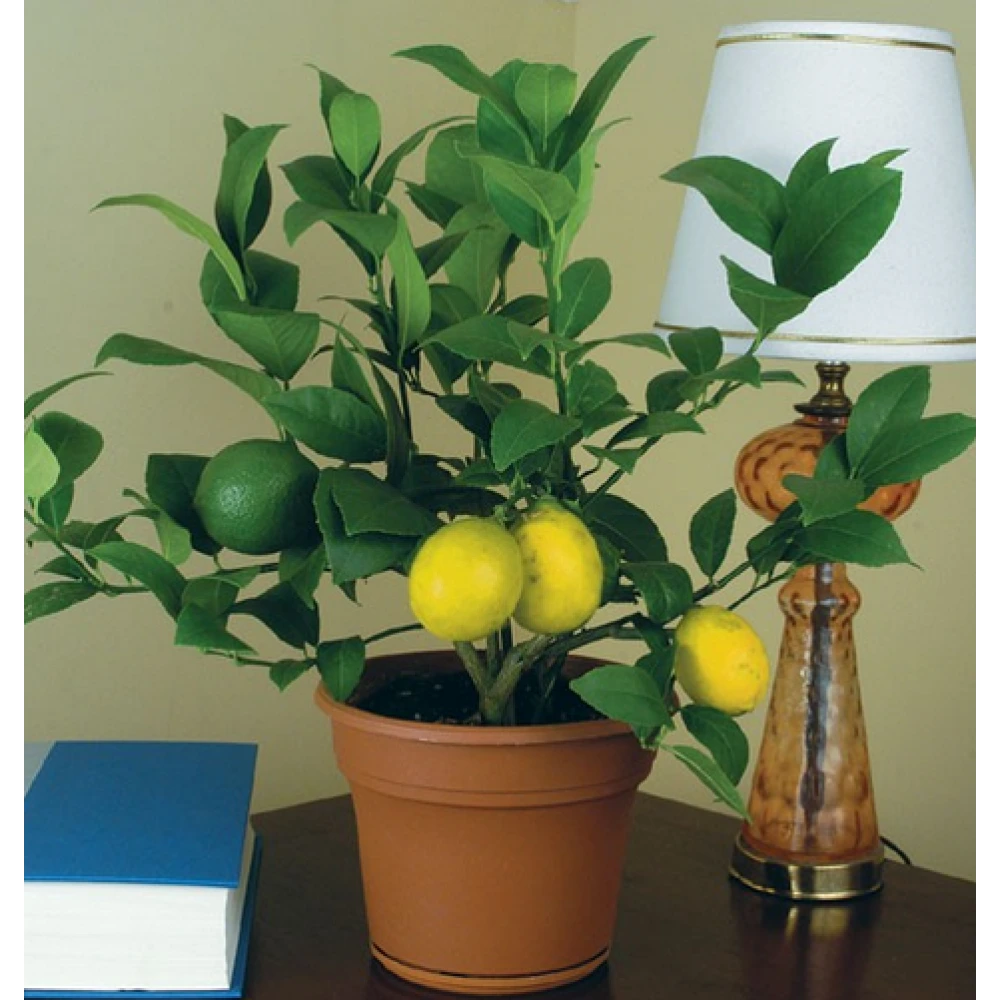 Tam Bodur Saksıda Yediveren Limon Fidanı (2 Yaşında 30-50 cm)