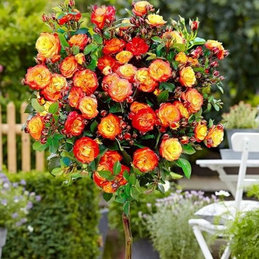 Turuncu Renkli Baston Gül Fidanı (2 Yaşında 80-120 cm)