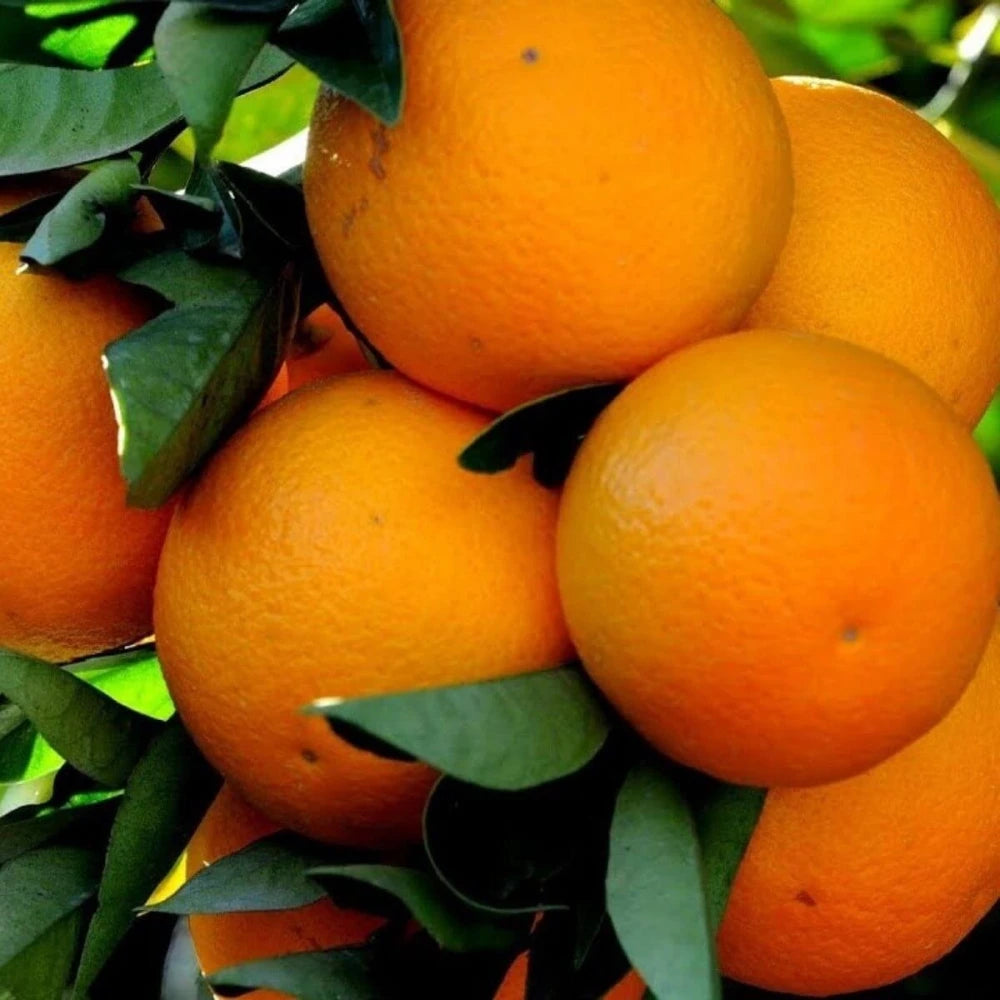 Valencia Portakal Fidanı (2 Yaşında 80-100 cm)