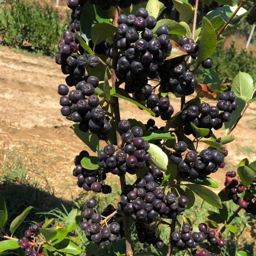 Nero Aronya Fidanı (1 Yaşında 20-30 cm)