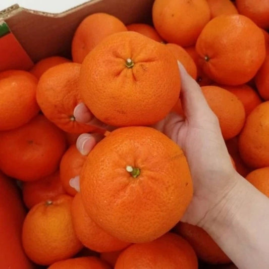 W Murcott Mandalina Fidanı (3 Yaşında 100-120 cm)