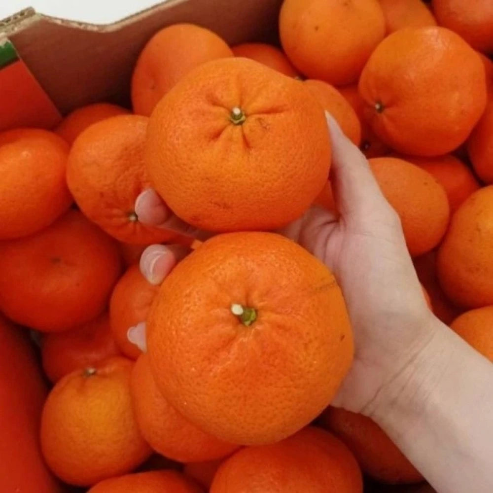 Tam Bodur W Murcott Mandalina Fidanı (3 Yaşında 40-60 cm)