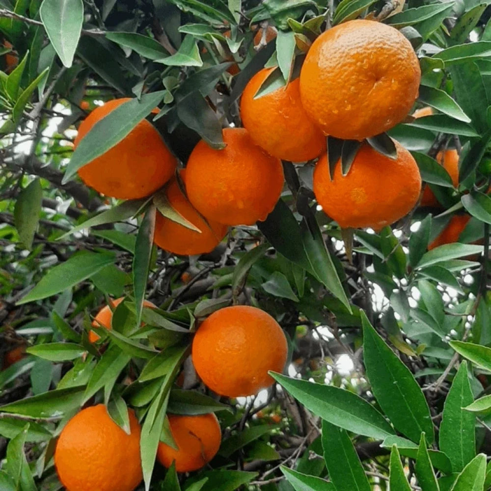 W Murcott Mandalina Fidanı (3 Yaşında 100-120 cm)