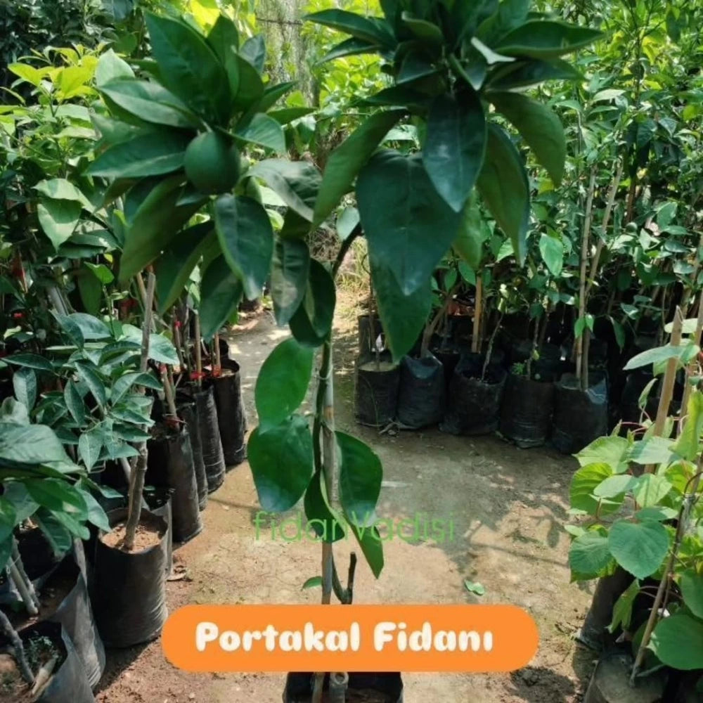 Washington Portakal Fidanı (2 Yaşında 80-100 cm)