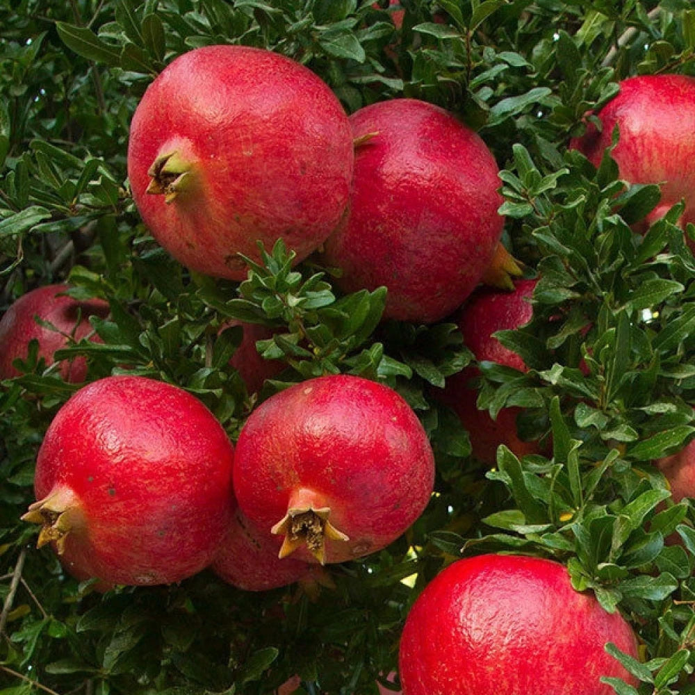 Wonderful Nar Fidanı (2 Yaşında 80-100 cm)