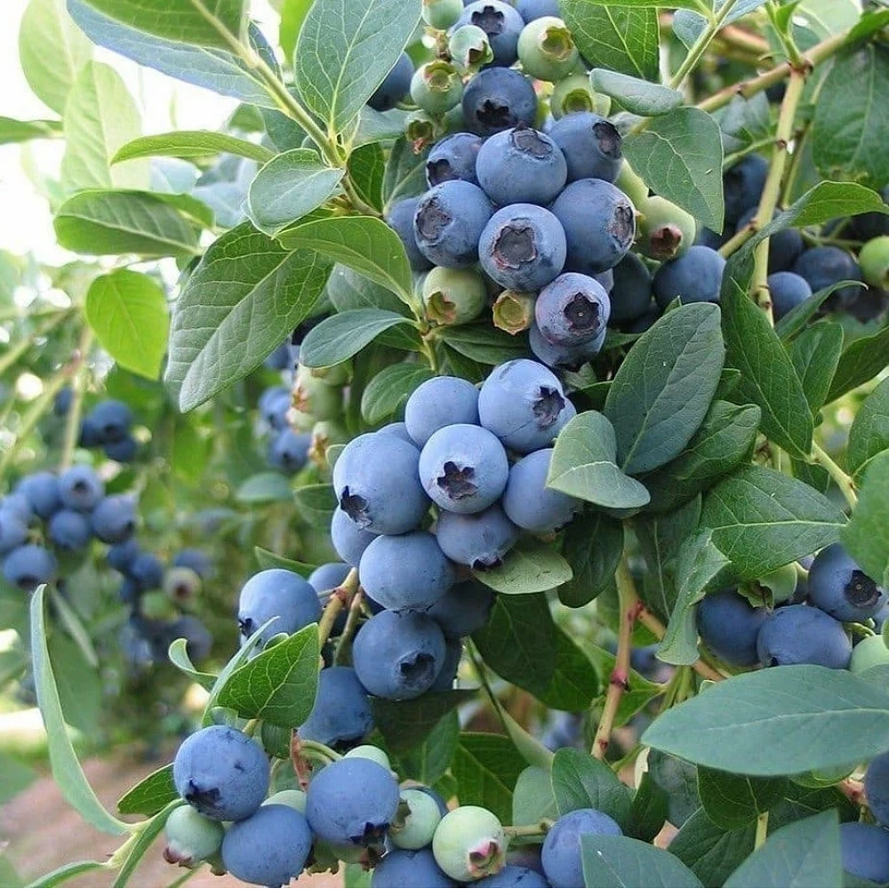 Yaban Mersini Fidanı (3 Yaşında 50-80 cm)
