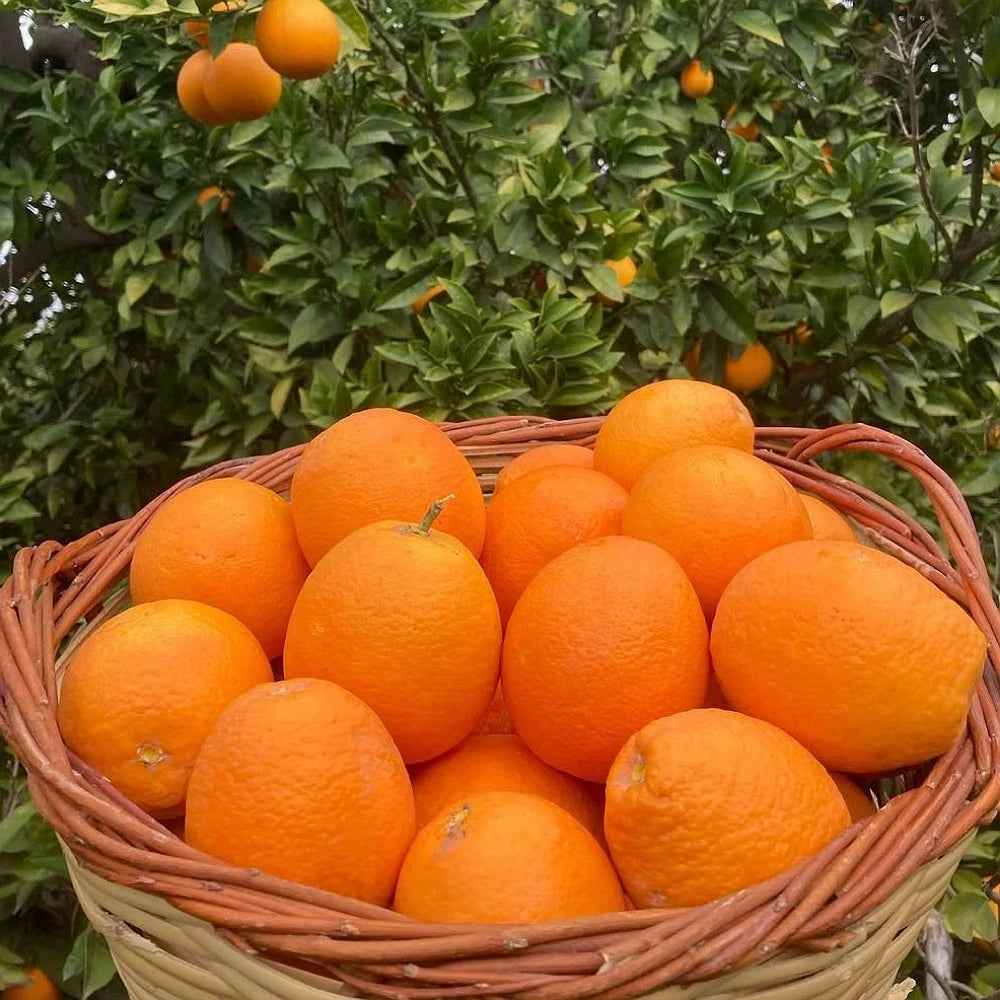 Yafa Portakal Fidanı (2 Yaşında 80-100 cm)