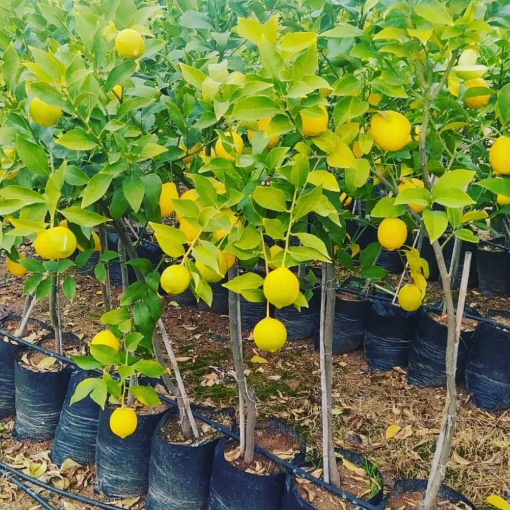 Yediveren Limon Fidanı (2 Yaşında 80-120 cm)