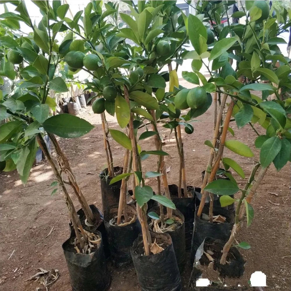 Yediveren Limon Fidanı (2 Yaşında 80-120 cm)