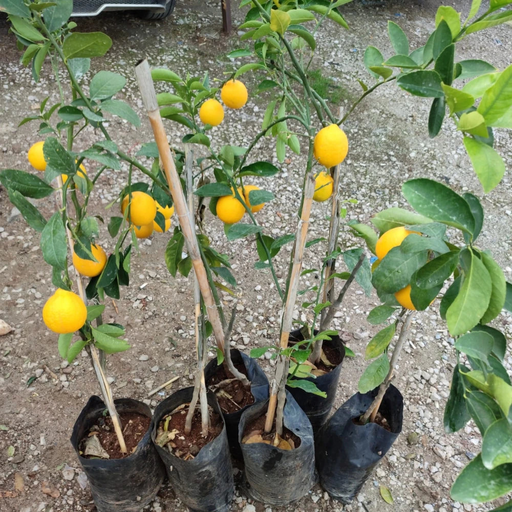 Yediveren Limon Fidanı (2 Yaşında 80-120 cm)