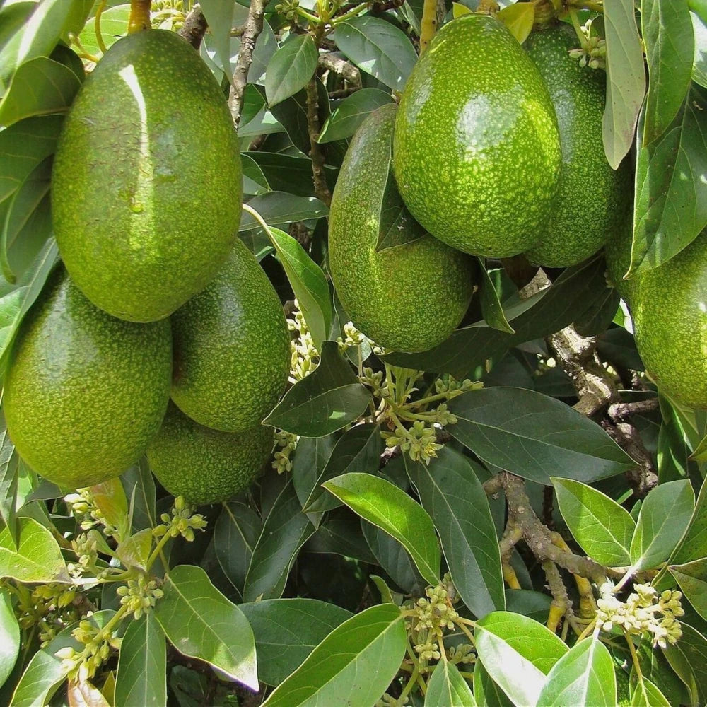 Zutano Avokado Fidanı ( 4 Yaşında 130-170 cm)