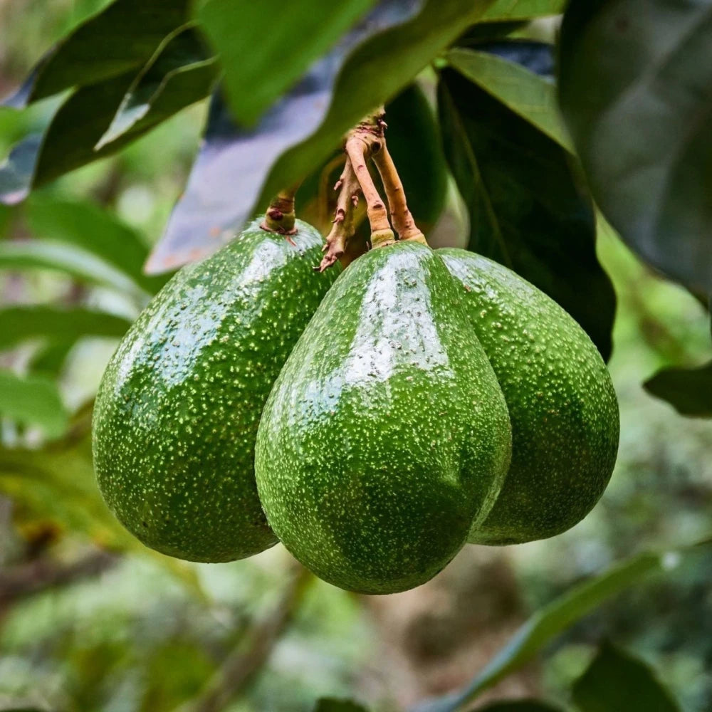Zutano Avokado Fidanı ( 4 Yaşında 130-170 cm)